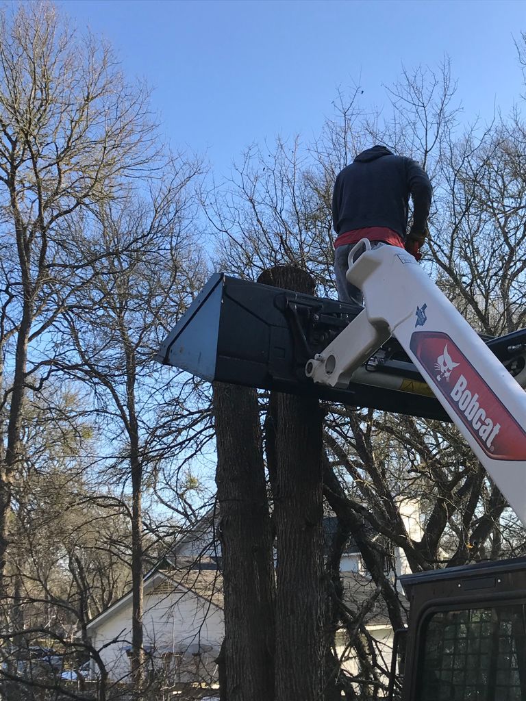 Tree Removal with heavy equipment